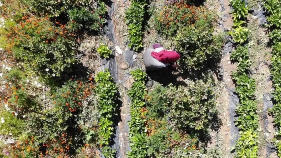 Burdur’da Kalbine İyi Gelen Meyvenin “Şifa” Bahçesini Yaptı! 2